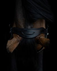 Ikkos Equestrian Bit & Bridle Fitter